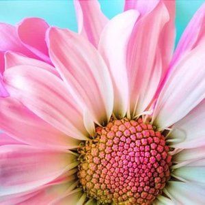 Meet your Posher, Genma